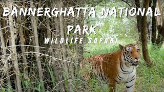 Bannerghatta National Park  Wildlife Adventure  Jungle Safari  Bangalore Dairy  Nature Big Cats [upl. by Berk]