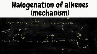 halogenation of Alkenes mechanism  addition of Br2 [upl. by Borg]