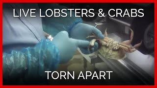 Exposé Live Lobsters Crabs Torn Apart [upl. by Enileuqaj]