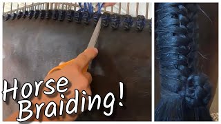 Watch a Professional Horse Braider braid a Hunter Jumper Horse  Mane Tail amp Forelock [upl. by Nnave251]