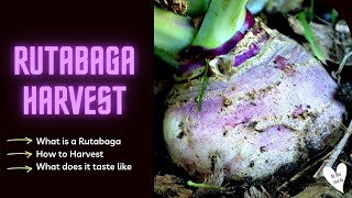 Rutabaga Harvest  What is a Rutabaga How to Harvest What does it Taste like [upl. by Romona]