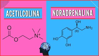 👉ACETILCOLINA ¿Qué es la Acetilcolina  ✅¿Qué es la Norepinefrina  🧠¿Qué es la Noradrenalina [upl. by Gierk]