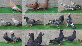 gugrathi 👉 available  sabas zarath humar love birds 📞 8686540011 hyderabad telangana state [upl. by Setsero674]