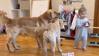 Adorable Baby Boy Plays Ball With Golden Retrievers Cutest Ever [upl. by Nedda]