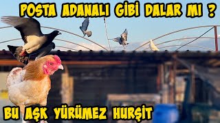 GÜVERCİN KÜMESİNDE SÜRPRİZ  BU İLİŞKİ YÜRÜMEZ BOŞUNA UĞRAŞMA [upl. by Essej499]