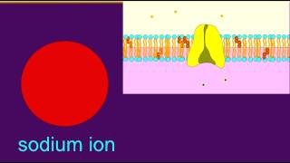 SODIUM IONS ACROSS NEURONAL MEMBRANES [upl. by Georgette]