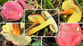 Blutroter Filzröhrling essbar  Verwechslung amp Portrait  Blutroter Röhrling Hortiboletus rubellus [upl. by Letreece]