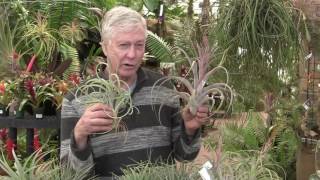 Tilly Talks with Paul Isley Magnificent Tillandsias [upl. by Takeshi]