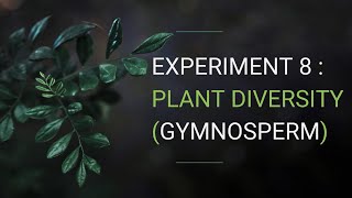 SES EXPERIMENT 8  Plant Diversity Gymnosperms [upl. by Obrien]