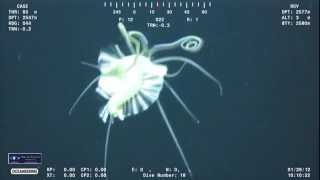 Teuthidodrilus This pelagic polychaete worm is known as a quotSquidwormquot [upl. by Sixela278]