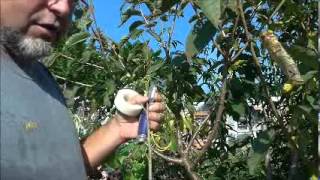 Bud grafting cherry trees [upl. by Komarek]