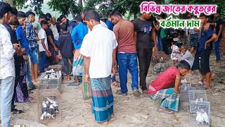 গ্রামের হাটে বিভিন্ন জাতের কবুতরের বর্তমান দাম  লাউহাটি হাট  দেলদুয়ার টাঙ্গাইল। [upl. by Ayotahc]