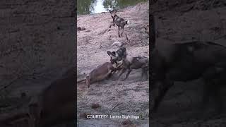 Pregnant Impala amp Unborn Calf eaten alive [upl. by Eelinej673]