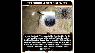 Trapdoor Spider A Venomous Species Discovery [upl. by Etta680]