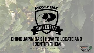 Chinquapin Oak  How to Locate and Identify [upl. by Ilojna737]