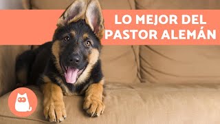 VENTAJAS de tener un PASTOR ALEMÁN 🐕❤️ Top 6 Razones [upl. by Aloin]