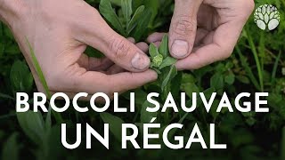 Le brocoli sauvage Lepidium draba un régal [upl. by Alrep]