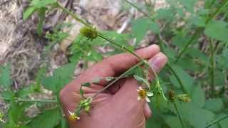 13 Bidens pilosa [upl. by Neibart]