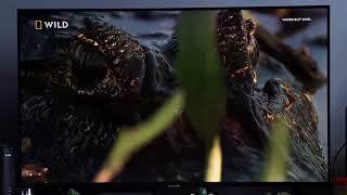 Yacare Caiman  South Americas Weirdest Animals  Nat Geo Wild [upl. by Reta]