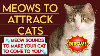 Meows to attract cats 🐱 MEOW Sounds to make your Cat to come to you [upl. by Gertruda828]