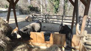 Tirolerhof Bienenstock Jungtier Kuh Kalb Pustertaler Sprinzen Tuxer Rind Tiergarten Zoo Schönbrunn [upl. by Prud]