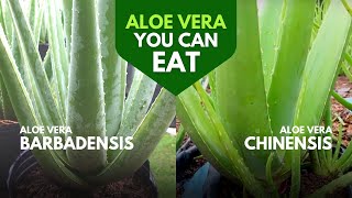 Aloe Barbadensis Miller Health Benefits [upl. by Elsi]