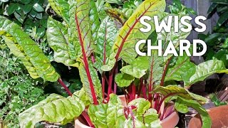 How to grow amp harves Swiss Chard in containers  Recipe [upl. by Latea]