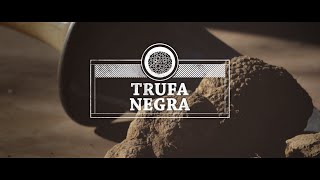 ¿Qué es la trufa negra Descubre cómo se cosecha y sus recetas [upl. by Htyderem]