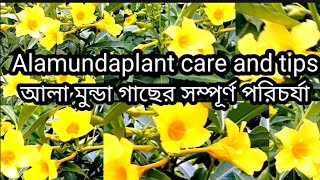 Allamanda plant care and tipsআলা মুন্ডা গাছের সম্পূর্ণ পরিচর্যাএই খাদ্যটি দিলে ফুটবে বেশি ফুল [upl. by Ellertnom607]