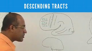 Descending Tracts  Corticospinal Tract  Pyramidal amp Extrapyramidal Tract🩺 [upl. by Balcke]