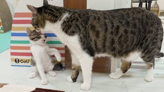 Does the Big Cat Recognize the Rescued Kitten as Her Son │ Episode41 [upl. by Demaria]