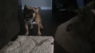 Teddy The French Bulldog Barks At Squeaky Toy [upl. by Eyahc224]