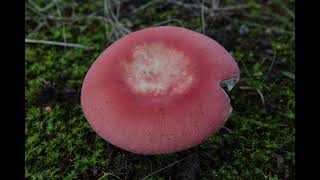 Russula xerampelina [upl. by Atiniuq886]