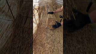 Starting a water reed hip on a thatched barn trending shorts youtubeshorts [upl. by Leanne356]