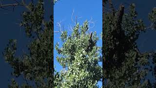 short video of trees blowing in the wind [upl. by Arakal785]