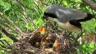 Parents Bird sharing food to feed the hungry chicks in the nest  Long tailed shrike [upl. by Bradan218]