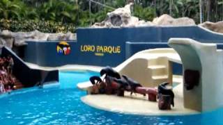 Loro Parque Tenerife by Fnk [upl. by Nais]