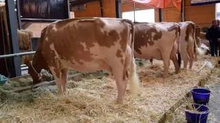 Colmar 2016 Schweizer Red Holstein Kühe beim Zusammenzug in Bulle [upl. by Innoc605]