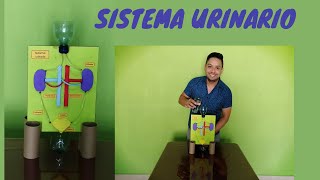 Ciencias Naturales y Tecnología Modelo anatómico Sistema Urinario [upl. by Prouty]