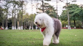 Old English Sheepdog vs German Shepherd The Ultimate Breed Comparison [upl. by Mercuri]