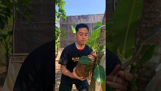 Nangka madu goreng tepung nangkamadugoreng [upl. by Carrol]