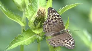 Kaisermantel Argynnis paphia f valesina [upl. by Hellene]