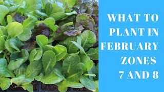 What to Plant in February if you live in Zones 7 and 8 [upl. by Chellman338]