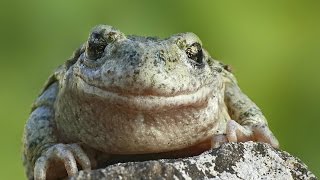 Faune et Flore  La grenouille et le crapaud  Documentaire animalier [upl. by Ennaxxor]