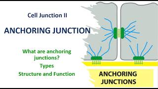 What is Anchoring Junction Types Structure and Function  Cell Junction II  Science Jagat [upl. by Rickert]