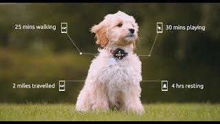 PitPat Dog Activity Monitor amp Dog Exercise Tracker App  2019 [upl. by Ahsaz]