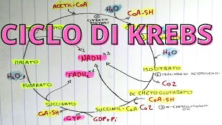 Ciclo di Krebs spiegazione semplice per lesame di biochimica 🍀👌 [upl. by Hafinah451]