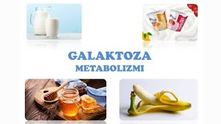 Galaktoza metabolizmi [upl. by Notselrahc654]