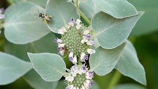 Pollinators on Pyncnanthemum muticum [upl. by Ahseken]