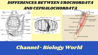 Differences between Urochordata and Cephalochordata  Urochordata and Cephalochordata [upl. by Nyladnewg]